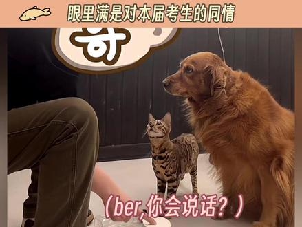 狗:是你叠!#狗 #金毛 #萝卜纸巾 #万万没想到 #搞笑