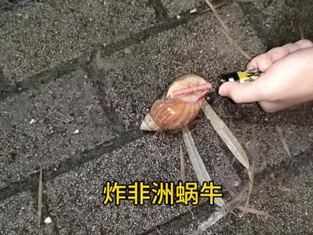 #擦炮#非洲蜗牛#这谁顶得住啊