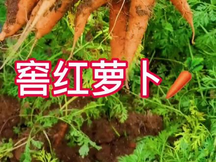 #我的生活日记 #我的农村生活 入冬准备——窖萝卜:冬日里的红萝卜看上去格外美味。小时候你们家怎么储存萝卜呢?