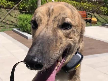 灵缇跑的是真快,虽然是猎犬,但不是追猎的其实很友善#灵缇 #灵缇犬 #灵缇狗 #狗狗 #萌宠