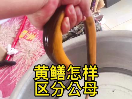 黄鳝很神奇,它是雄雌一体的,大家知道吗。@仲浅第三怪 @工地二怪 @姹紫嫣红 @快乐每一天