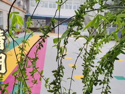 清明习俗:《戴柳》🌿
又是一年青草绿,最是清明感恩时🙏
柳条、柳叶,动手编织出漂亮的柳条花环🌱,寄托美好的祝福❤️。#清明节 #幼儿园
