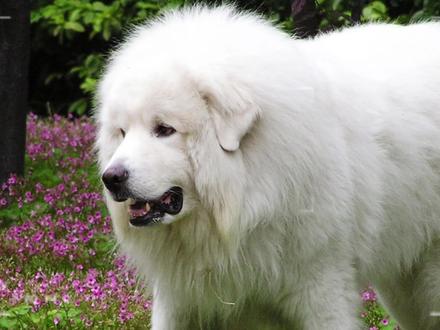 可爱与凶悍并存,犬界金刚芭比#大白熊犬 了解一下#宠物恶势力 #宠物知识 #比利牛斯山犬 @DOU+小助手