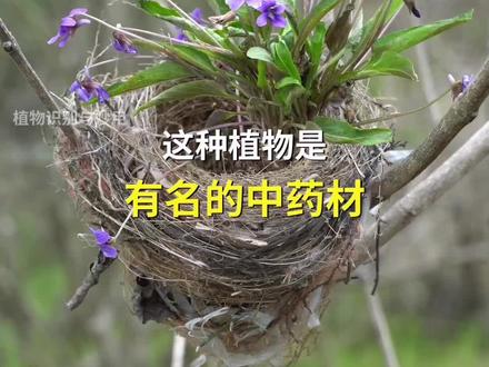 紫花地丁是有名的中药材#植物科普#中草药#药用植物#紫花地丁#草药