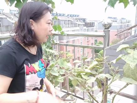 楼顶茄子叶子发白,这样清水洗一遍不知道怎样,方法试一试