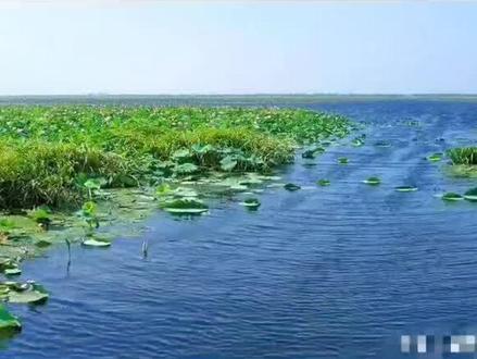 你在洪湖哪个镇?#洪湖 #细品人生百味