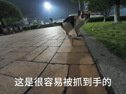 喂猫注意事项,被猫抓伤怎么办 #猫咪#猫抓人咬人 #狂犬疫苗