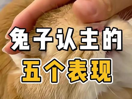 兔子认主的五个表现 #兔子 #兔兔 #宠物 #新手养宠
