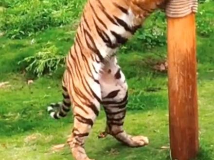 猫薄荷对老虎和狮子也有用哦#又是被小猫可爱到的一天 #谁能拒绝傻憨憨的小猫咪 #萌宠出道计划 #猫薄荷 #可爱到爆炸💥