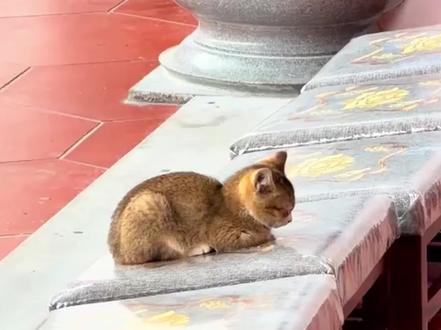 我说小猫这么放肆,原来是被神明允许的 #庙里一只猫 #世界不能没有猫猫 #真实生活分享计划