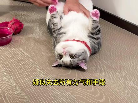 吃不完的火龙果先不要丢 #起司猫 #万物可爱计划 #喵梵思脆块