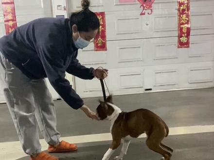 #训狗 #拳师犬 #杜宾 反正远程一对一挺好使,你用心我就教的会。比送去训犬学校好使。训狗是特简单的事儿!别想复杂了。#宠物训练