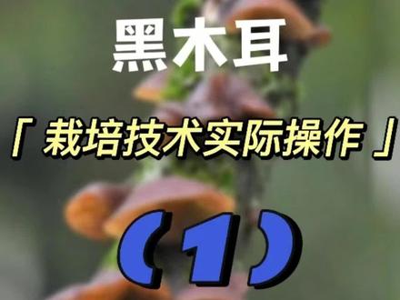 #黑木耳种植为什么你别人产量会比你高,了解别人是怎么样栽培黑木耳的。#黑木耳种植技术#三农流量扶持计划#保菇王 #黑木耳