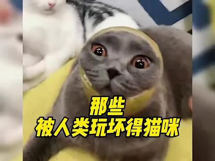 那些被玩坏了的猫咪#上热门
