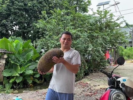 木菠萝,4个孩子拿它当水果,我拿它切丝炒肉片,酸甜可口超美味