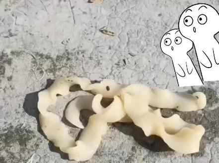 #男子意外发现面条虫 网友:这不是刀削面吗?!