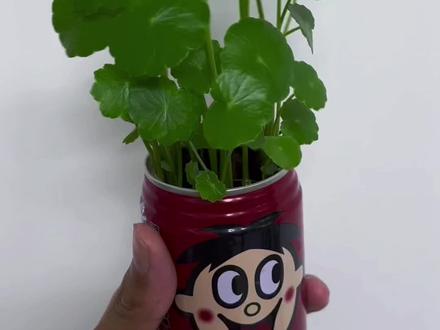 #dou上热门 #铜钱草#变废为宝 #手工制作 @铜钱小草 如何用用旺仔瓶子制作花瓶,旺仔瓶子用处多,旺仔花瓶#抖音小助手dou上热门