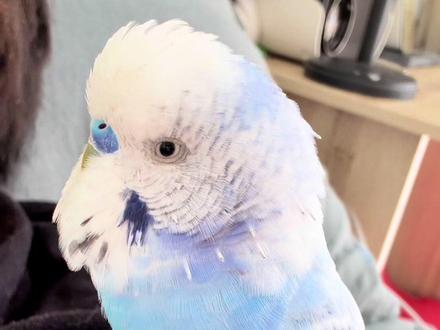 啾啾今天说的话比较多
#虎皮鹦鹉 #鹦鹉说话#虎皮鹦鹉说话 #鹦鹉说话教程