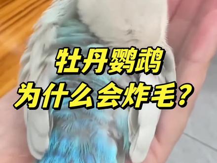 鹦鹉刚到家老是炸毛缩成团,怎么办? #真实生活分享计划 #新手养鹦鹉 #鹦鹉饲养知识 #养鹦鹉入门教学 #鹦鹉问题答疑