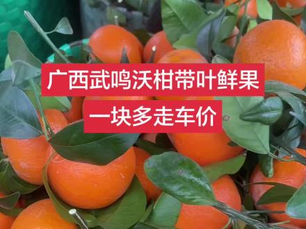 广西武鸣沃柑花皮大果,#优质农产品 #现摘现吃才是最新鲜的 #新鲜采摘 #武鸣沃柑