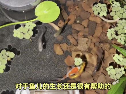 鱼缸放置火山石的作用你知道吗?
#古法养鱼 #生态缸 #火山石 #新人养鱼 #鱼缸火山石