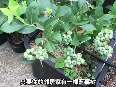 教你扦插蓝莓苗,操作简单一学就会,根本就不用花钱买! #家庭种植 #扦插 #三农 #来抖音学农技