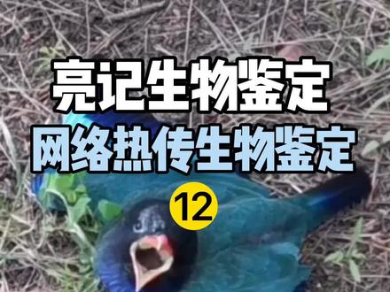 网络热传生物鉴定 #亮记生物鉴定 #神奇生物在哪里