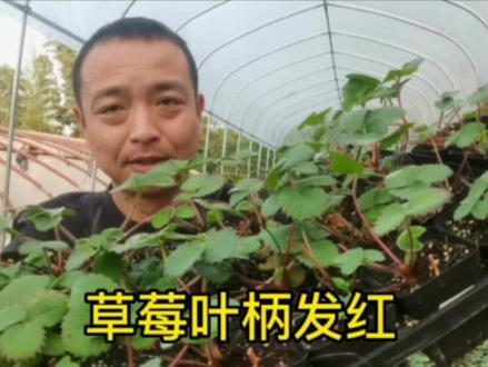 草莓叶柄发红,匍匐茎发红是得病了吗?#园艺 #养花 #阳台种植 #种草莓