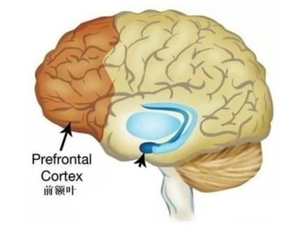 【超级干货】聪明的秘诀:保护好我们的大脑? #大脑 #聪明 #父母课堂 #教育