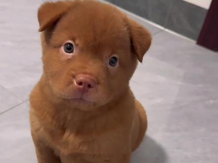 叫八角太合适了#精神小狗 #中华田园犬 #萌宠出道计划