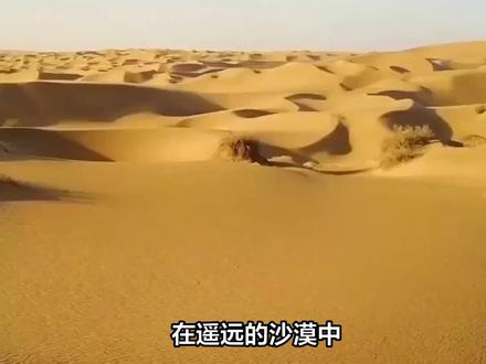 风的绘画:新月形沙丘的奇幻之美 #沙漠 #沙丘 #新月形沙丘