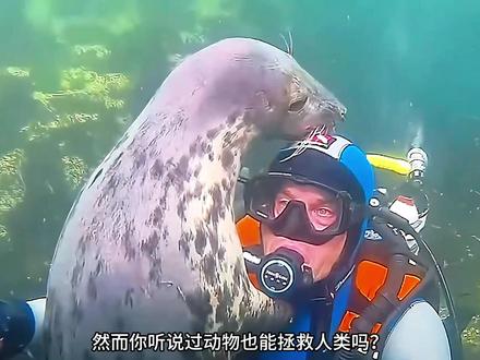 善良的海豹水下救人,它的善举感动了人类,真的万物皆有灵啊#动物世界 #万物有灵