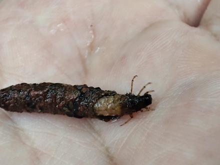 #石蛾 的水生幼虫 #石蚕,算是指标物种吧?会自己造房子,以前还有人利用它造首饰(周围的胎棒闹批麻了)