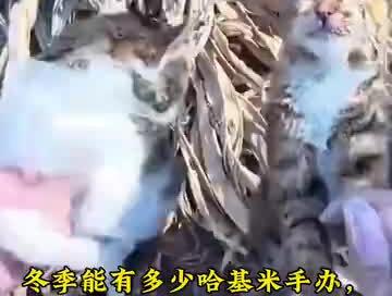 一比一等身哈基米手办,百分百真实感。#哈基米你不要走 #哈基米南北绿豆 #手办定制 #手办收集者