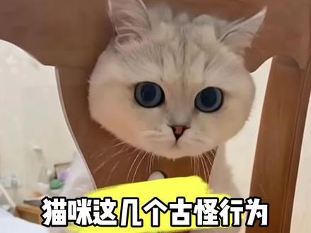 猫的这几个古怪行为,都代表什么意思呢#猫咪行为解读 #新手养猫指南