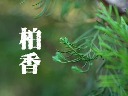 不能乱用的柏树,闻香识柏选香料 #侧柏 #香料知识 #香文化传播 #百young非遗计划 #非遗守护人