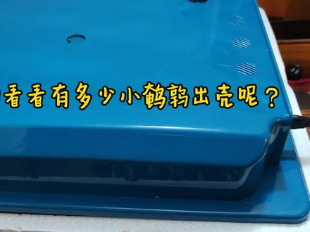 鹌鹑孵化全过程,生命等待虽漫长,却总会带来惊喜!#鹌鹑#孵化鸡蛋 #生命