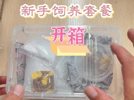 沙蟹饲养教程 #沙蟹饲养 #沙蟹