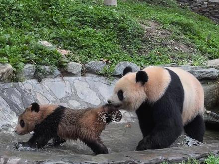 新手妈妈糯米强行拖娃洗澡,笑翻全场#国宝熊猫 #大熊猫糯米 #大熊猫糯米崽 #一方水土养一方熊猫 #来这吸熊猫