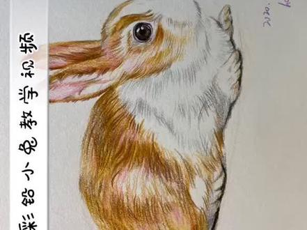 #家有萌宠
彩铅小兔子教学视频——难度指数⭐⭐⭐