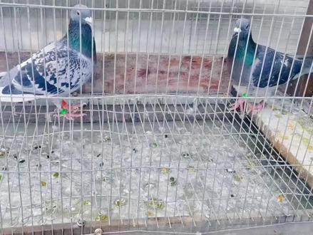 网上买回来的鸽子,拉稀绿便,应激处理#鸽子吃花生好消化吗 #鸽子口黄会不会传染给人 #养鸽人 养鸽人