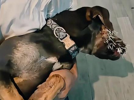 带刺的夜行者豪猪 #豪猪 #动物科普