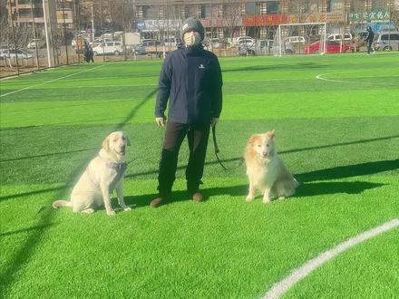 下期想看测评狗狗什么评论区告诉我
#边境牧羊犬 #拉不拉多 #护主的狗狗 #测评