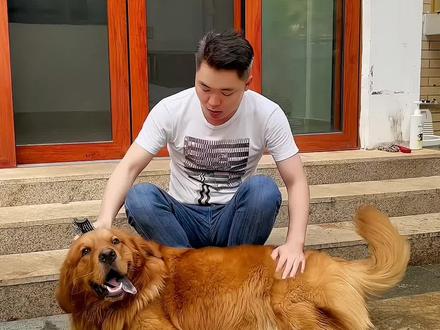 夏天到了太热了 ,给狗子理个发型,第一次给狗狗理发,耗时两个小时多😂😂,大家觉得怎么样#给狗狗理发 #给狗狗洗澡 #金毛犬 #三亚剪发