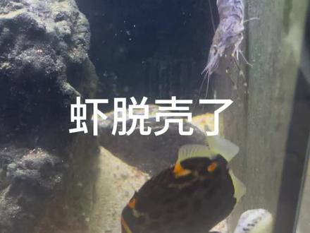 虾蜕壳了,新鱼缸三巨头结成!#海缸日记 #海洋生物 #养鱼日志 #螃蟹 #虾