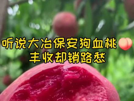 听说湖北大冶保安狗血桃丰收销路受阻,警察蜀黍:不能让农民兄弟受损失,我们安排!@抖音小助手