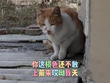 水泥猫粮碗安排上了,这回不怕别人拿走啦。#猫 #流浪猫 #流浪猫救助 #流浪猫日常 #流浪猫领养