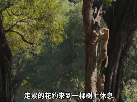 一场因挑衅引发的复仇 #神奇动物在抖音 #动物世界