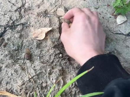 听说树坑是汪星人小便的地方#搞笑日常 #一定要看到最后 #酱油白米饭