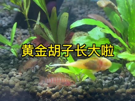#养鱼日记 黄金胡子长大了,黄金胡子怎么养比较好。